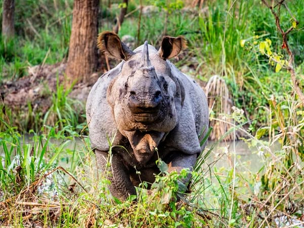 Rhino in the Chitwan national park in Nepal