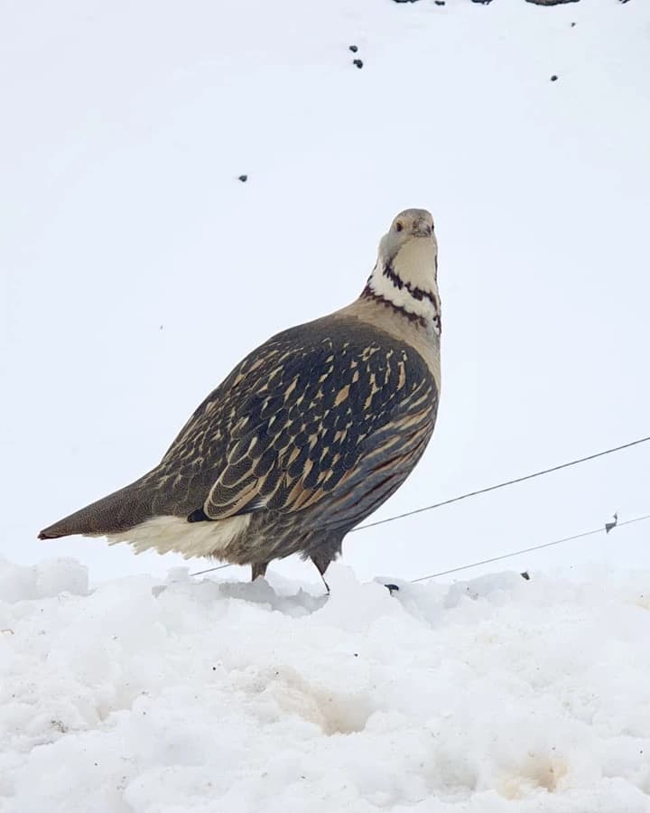 Himalayan Snowcock at Thorong High Camp